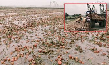 কালাইয়ে টানা বৃষ্টিতে পাঁচ হাজার কৃষক নিঃস্ব, বোরো ধান চাষে ঝুঁকি