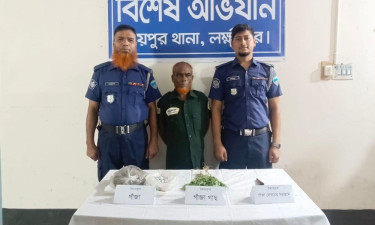 সবজির আড়ালে গাঁজা চাষ, রায়পুরে বৃদ্ধ আটক