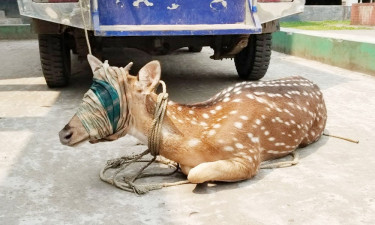 জোয়ারে ভেসে লোকালয়ে চিত্রা হরিণ