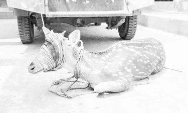 লোকালয়ে চিত্রা হরিণ