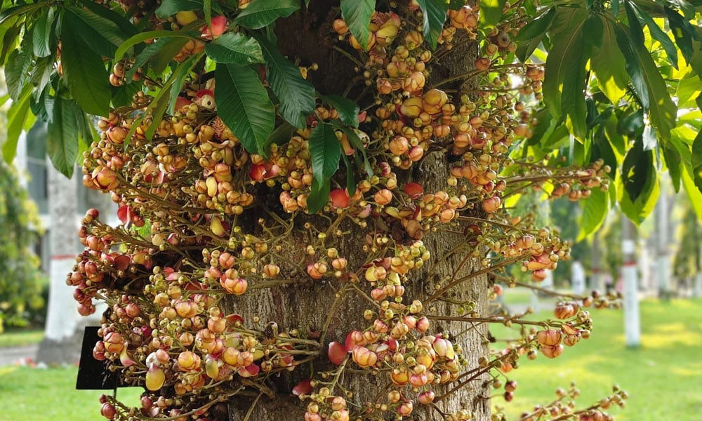 নাগলিঙ্গমের টানে শ্রীমঙ্গলে ভিড়