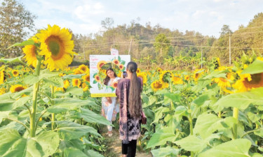সূর্যমুখী চাষে পাহাড়ে পর্যটন সম্ভাবনা