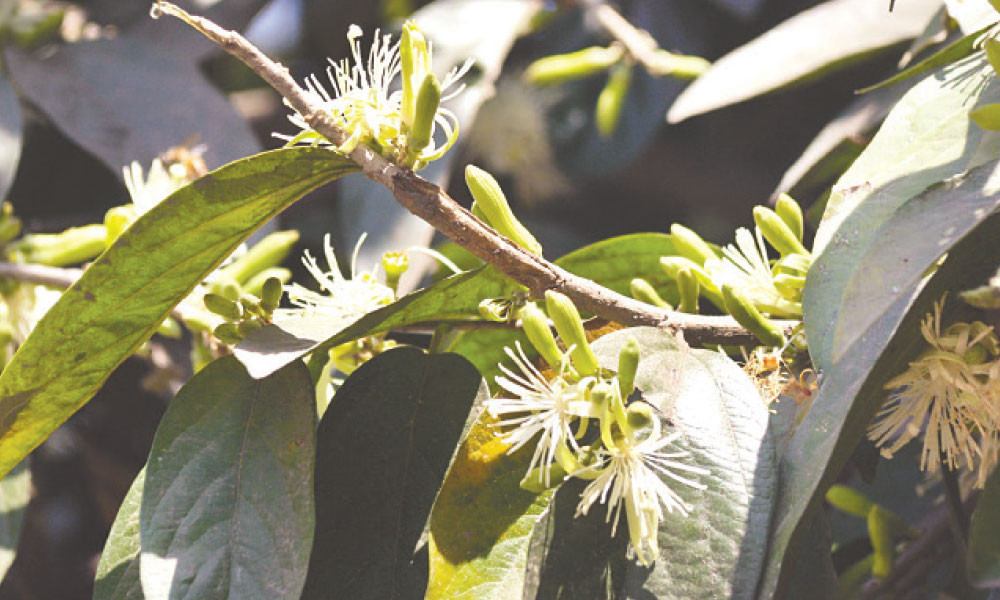 বসন্ত আসে আকরকাঁটায়