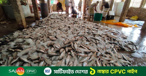 বঙ্গোপসাগরে এক টানে উঠল ৩৩ লাখ টাকার ইলিশ