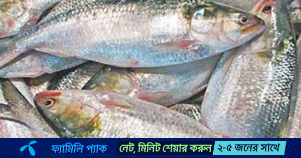 ইলিশের দাম নাগালে রাখতে সরকারের নতুন উদ্যোগ