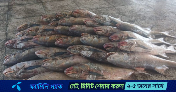 জেলের জালে ধরা পড়ল ২৮ লাখ টাকার ১৪৪ লাক্ষা মাছ