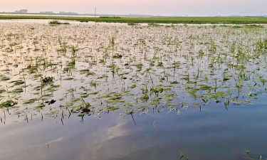 হবিগঞ্জে হাওরে তলিয়ে গেল ৫০০ একর জমির বোরো ফসল, দিশাহারা কৃষক