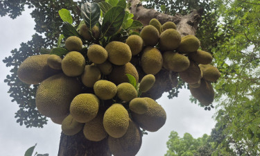 তিন কাণ্ডে ফলের উৎসব