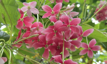 মাধবীলতার রঙে রঙিন পিরোজপুর, সুবাসে মোহিত জনপদ