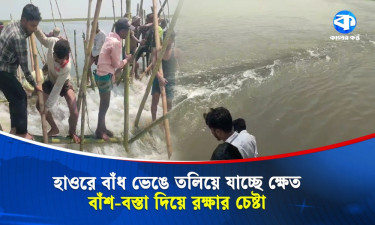 হাওরে বাঁধ ভেঙে ঢুকছে পানি, ফসল রক্ষায় প্রাণপণ চেষ্টা কৃষকদের