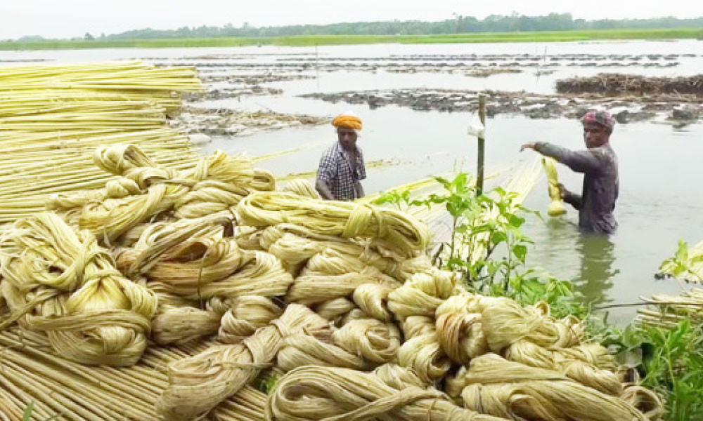 এসএসসির প্রস্তুতি : জীবকোষ ও টিস্যু