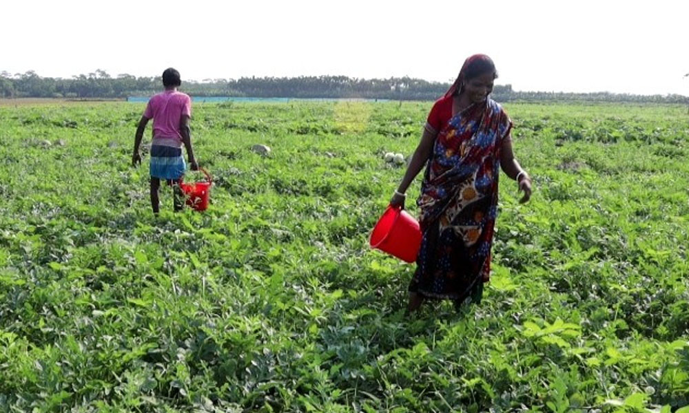 বাঙ্গি চাষ বদলাচ্ছে কৃষকের জীবন