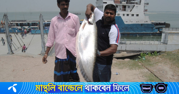 রাজবাড়ীতে পদ্মার এক চিতল ১২ হাজার টাকায় বিক্রি