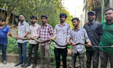 চবিতে ১২ ফুট দৈর্ঘ্যের ‘কিং কোবরা’ উদ্ধার