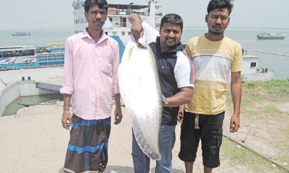 পদ্মা নদীর একটি চিতল মাছ ১২ হাজার ৩০০ টাকায় বিক্রি