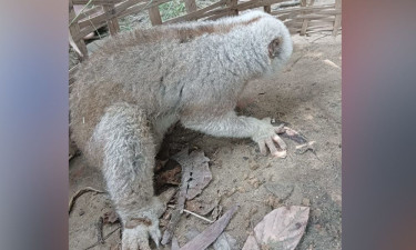 পথ ভুলে লোকালয়ে বিরল প্রজাতির লজ্জাবতী বানর, উদ্ধার বন বিভাগের