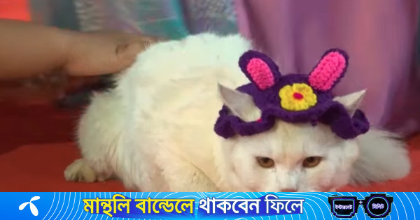 মজার সাজে বিড়ালদের মডেলিং