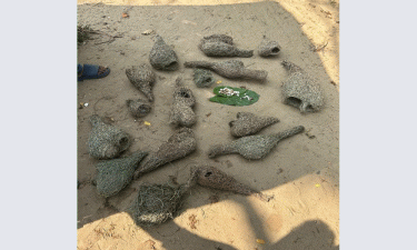 বোয়ালখালীতে বাবুই পাখির বাসা ধ্বংস, ভ্রাম্যমাণ আদালতের শাস্তি