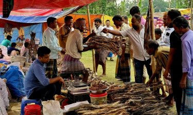 ব্রাহ্মণবাড়িয়ায় বৈশাখী ‘শুঁটকি উৎসব’