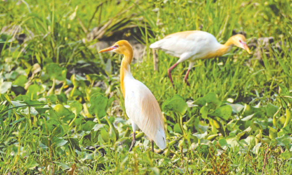 প্রজনন পালকে গোবক