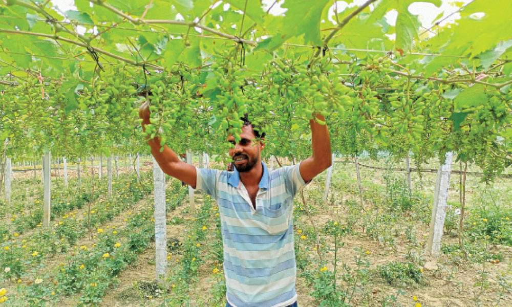 গোলাপের বাগানে আঙুর চাষ, আট মাসেই সাফল্য