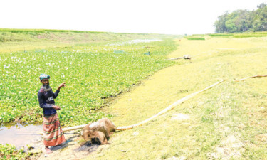 তেলের অভাবে ইঞ্জিনচালিত শ্যালো মেশিন চালাতে না পেরে কৃষক বস্তা দিয়ে ডেকে রেখেছেন