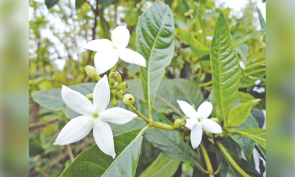 শুভ্রতায় অনন্য বনমালী ফুল