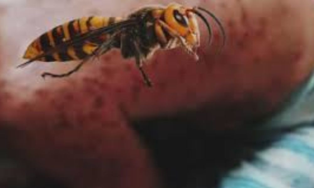 চাঁপাইনবাবগঞ্জে ভিমরুলের কামড়ে কাঠ ব্যবসায়ীর মৃত্যু, আহত ১২