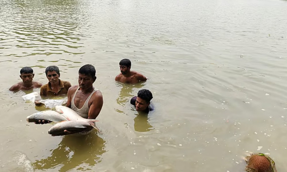 যুবলীগ নেতার পুকুরে বিষ ঢেলে ৩০ লাখ টাকার মাছ নিধন