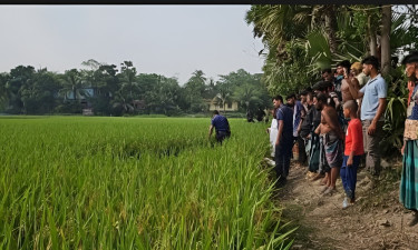 লক্ষ্মীপুরে ধানক্ষেতে মিলল শ্রমিকের মরদেহ