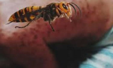 চাঁপাইনবাবগঞ্জে ভিমরুলের কামড়ে কাঠ ব্যবসায়ীর মৃত্যু, আহত ১২