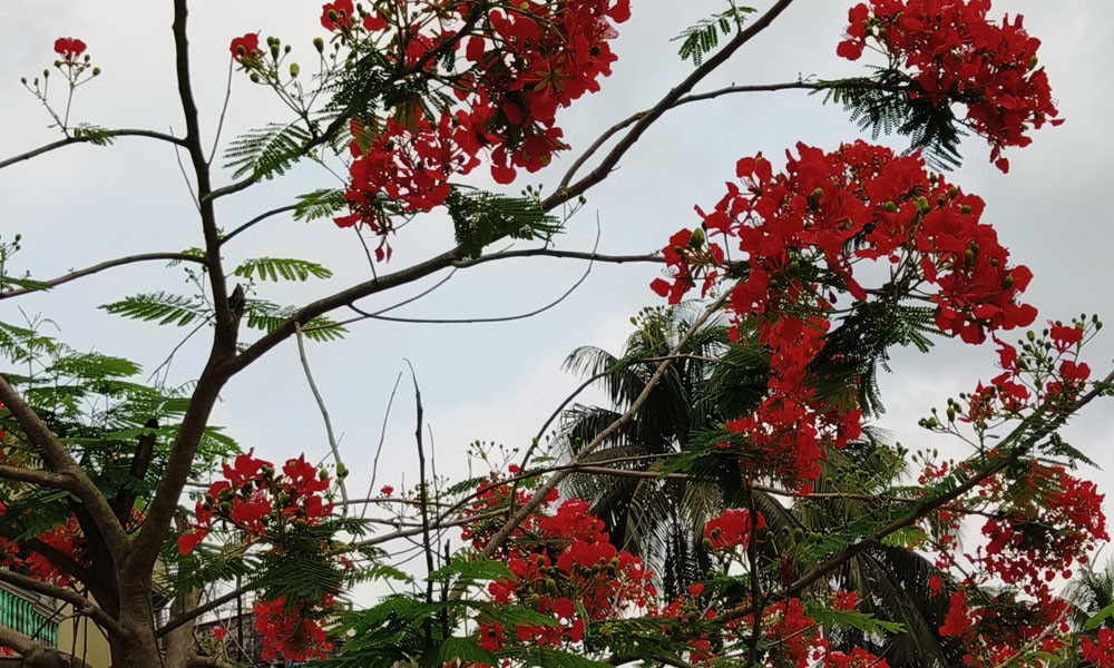 আগুন ঝরা কৃষ্ণচূড়া