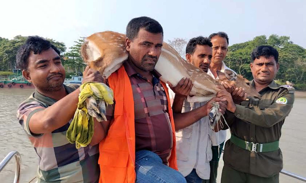 লোকালয়ে হরিণ, বনবিভাগের পাহারায় প্রত্যাবর্তন