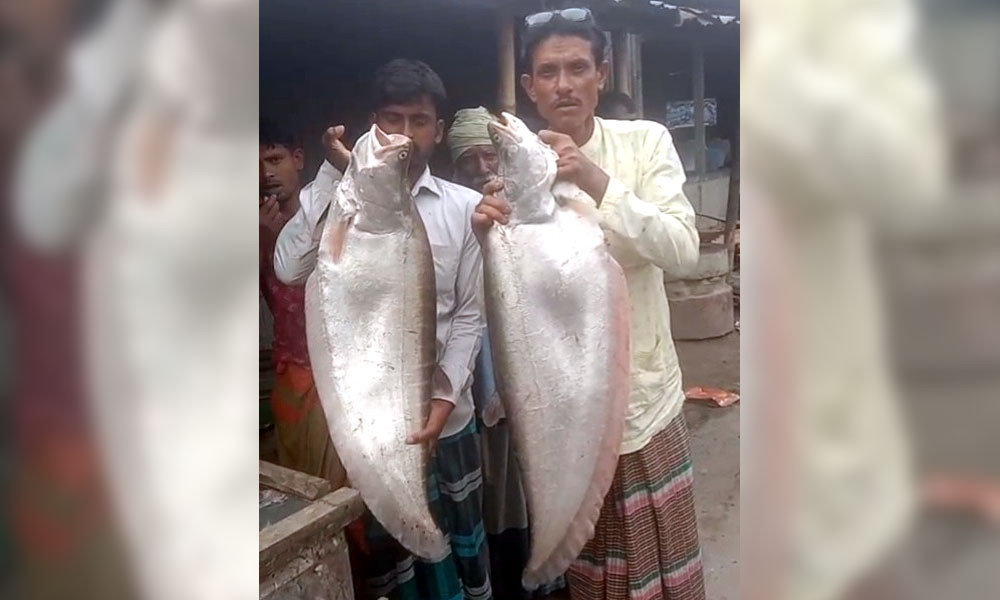 সাড়ে ১৬ হাজারে বিক্রি হল দুই চিতল