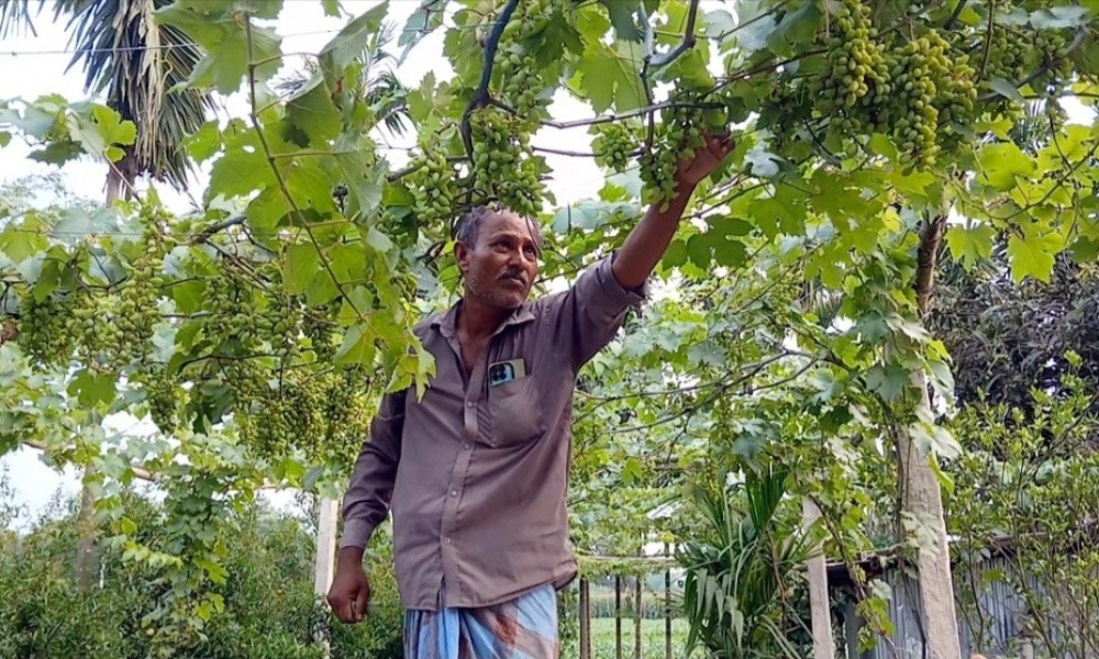 ৩ দশক পর আঙুর চাষে সফল ঠাকুরগাঁওয়ের আজাদ