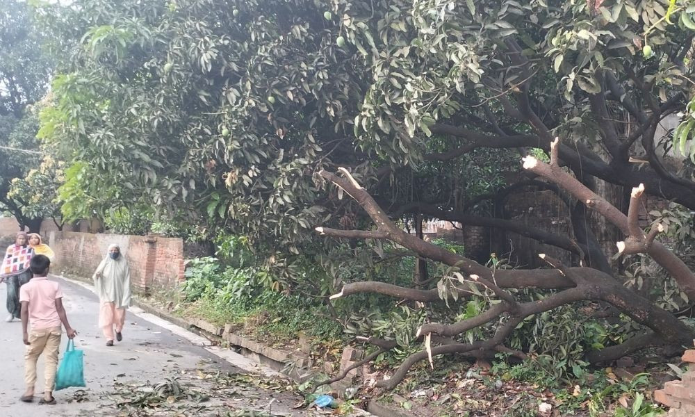 চাঁপাইনবাবগঞ্জে ক্ষতিগ্রস্ত প্রায় ৫ হাজার হেক্টর জমির আম বাগান