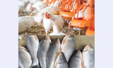 হুমকিতে পোলট্রি-মৎস্য খাত