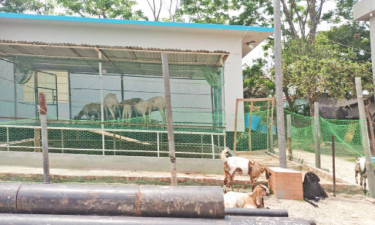 ওয়াটার ট্রিটমেন্ট প্লান্টে প্রধান নির্বাহী কর্মকর্তার খামারবাড়ি