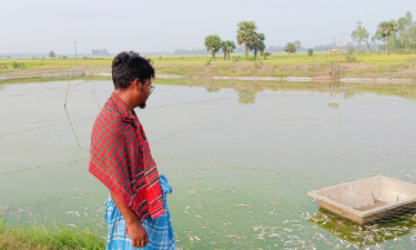 সিংড়ায় পুকুরে বিষ, ১৫ লাখ টাকার মাছ নিধন