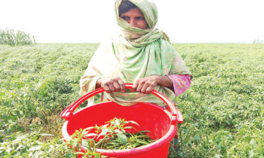 তিস্তার চরাঞ্চলে মরিচসহ বিভিন্ন ফসলের বাম্পার ফলন