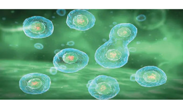 অষ্টম শ্রেণি: জীবের বৃদ্ধি ও বংশগতি