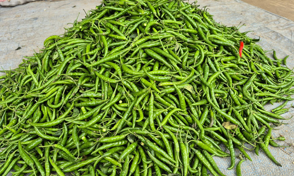 কটিয়াদীতে কাঁচা মরিচের কেজি ২০ টাকা