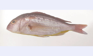 মাছের নাম রূপবান