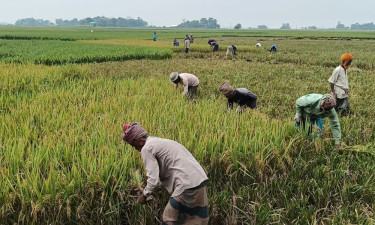 মেঘ দেখলেই কেঁপে ওঠে হাওরের কৃষক