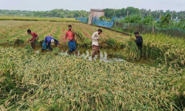 ঝড়-বৃষ্টির আশঙ্কায় আধাপাকা ধান কাটছেন কৃষকরা
