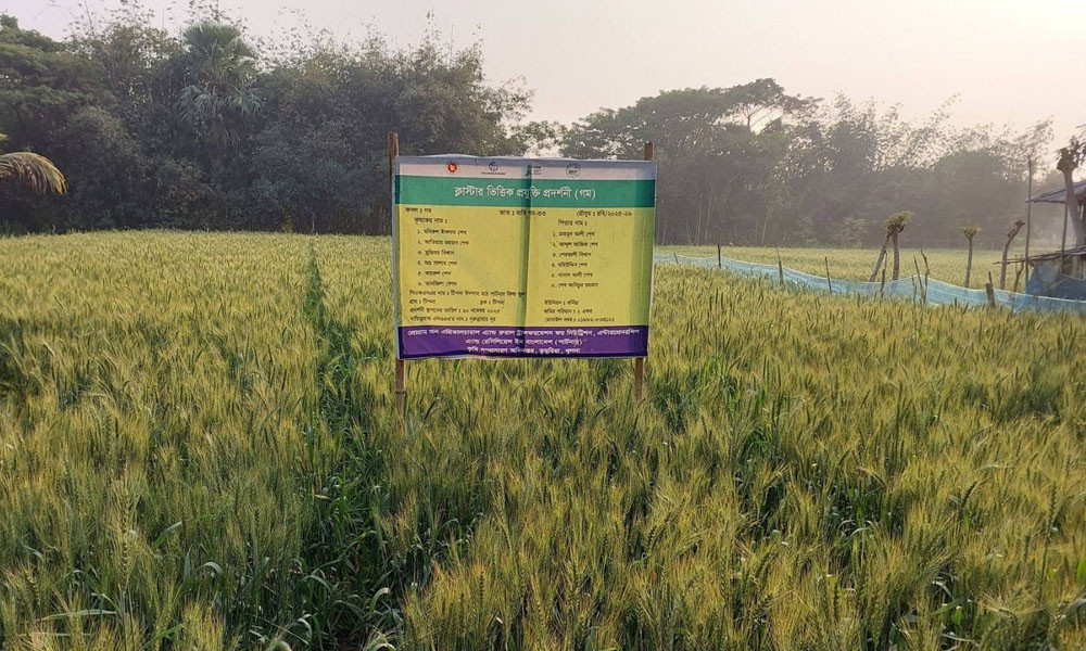 উপকূলের কৃষকদের কৌশলী লড়াই