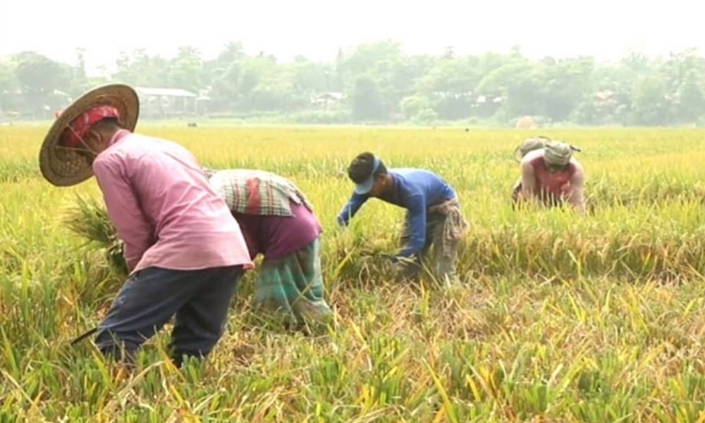 সুনামগঞ্জে আগাম বন্যার শঙ্কা, দ্রুত ধান কাটার আহ্বান পাউবোর