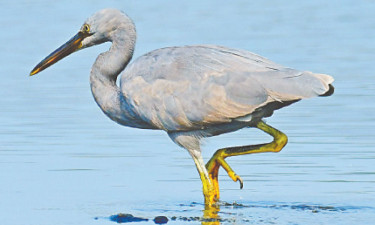 দুর্লভ ‘প্রশান্ত শৈলবগা’