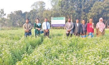 কালিজিরা চাষে কৃষকের মুখে হাসি