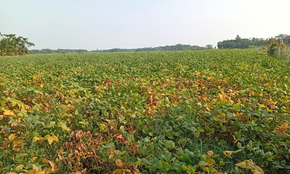 সয়াবিনের ভরা ফলনেও দুঃশ্চিন্তা যায়নি কৃষকের